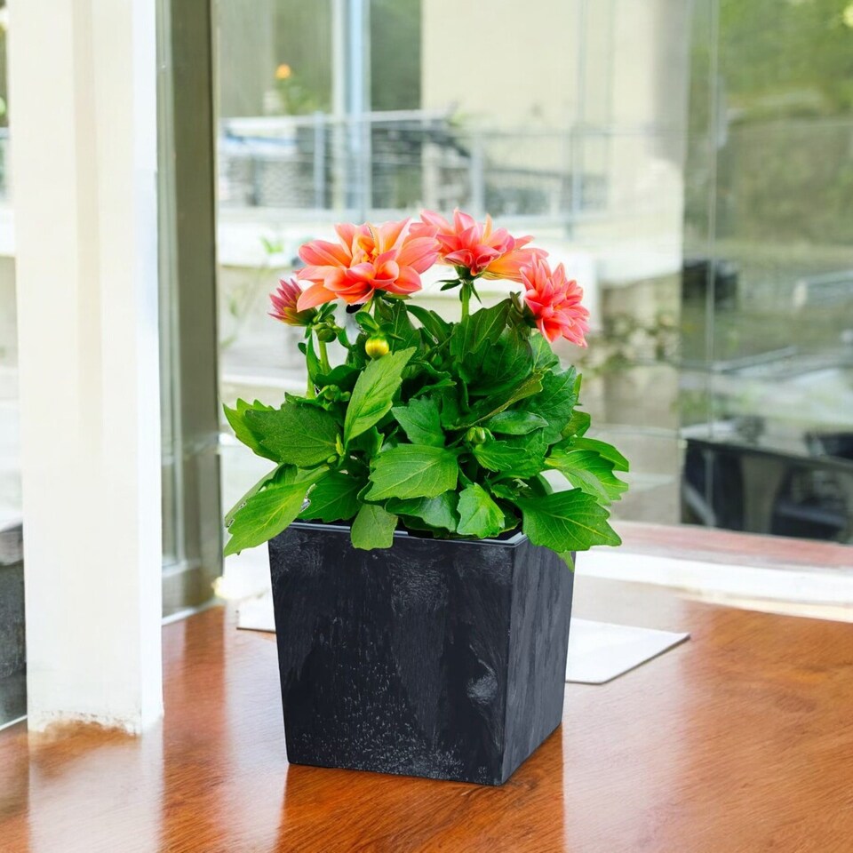 image 1 of 240mm Low Square Concrete Effect Plant Pot - 23.5x24x24 cm | Black | Black & Set of 1 | 1