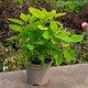 image 4 of Marshalls Garden Hydrangea 'Annabelle' (Hydrangea arborescens) 9cm