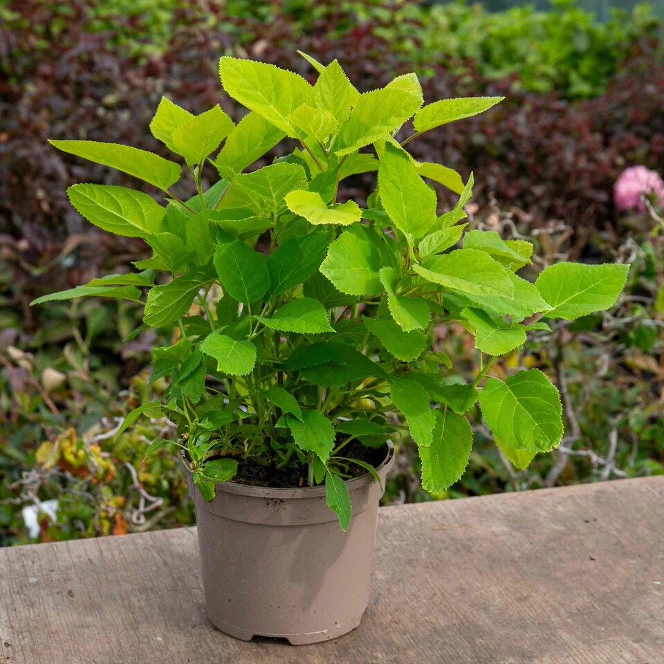 image 1 of Marshalls Garden Hydrangea 'Annabelle' (Hydrangea arborescens) 9cm