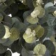 image 5 of Eucalyptus Spray Artificial Plant - Fabric/Plastic - L22 x W13 x H91 cm - Green