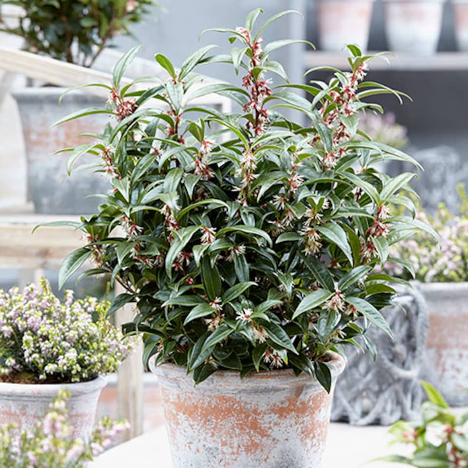 image 1 of Sarcococca hookeriana 'Winter Gem' plant in 15cm pot hardy Evergreen