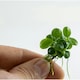 image 8 of Tropica Anubias barteri 'Mini Coin' (Easy, Foreground/Attach) 1-2-Grow!