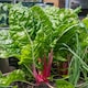 image 1 of Marshalls Garden Swiss Chard Seeds 'Pink Peppermint' 50 Seeds | Green | Pink Peppermint | 1