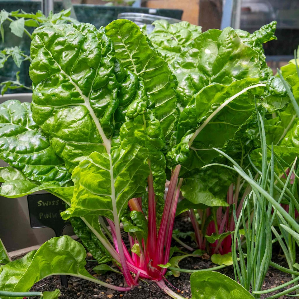 image 1 of Marshalls Garden Swiss Chard Seeds 'Pink Peppermint' 50 Seeds | Green | Pink Peppermint | 1