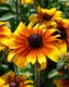 image 3 of Rudbeckia Rustic Dwarfs Seeds - Hardy Perennial Yellow Flowers Easy Pollinator Friendly Long Blooming Garden Border 1 Seed Packet