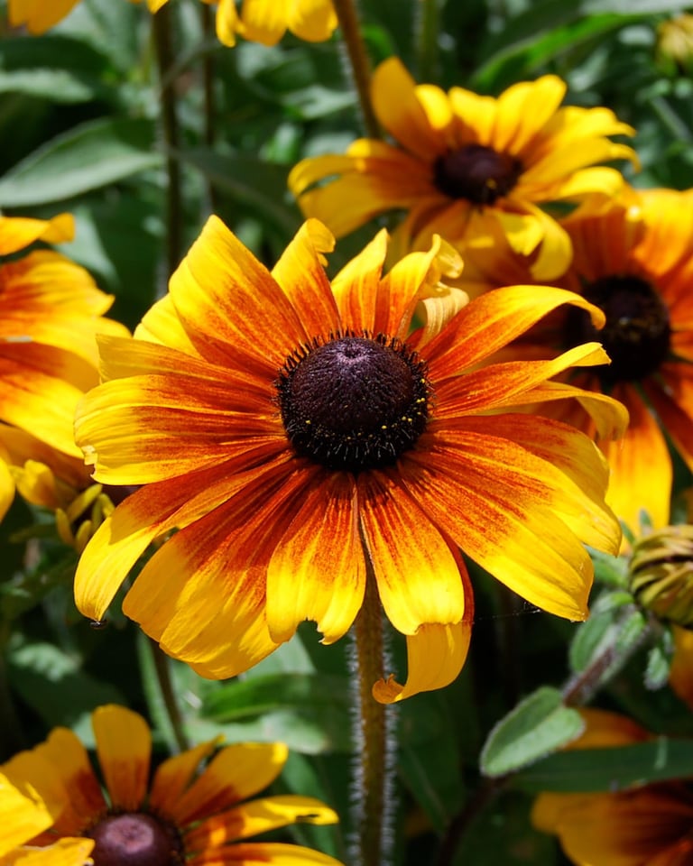 image 1 of Rudbeckia Rustic Dwarfs Seeds - Hardy Perennial Yellow Flowers Easy Pollinator Friendly Long Blooming Garden Border 1 Seed Packet