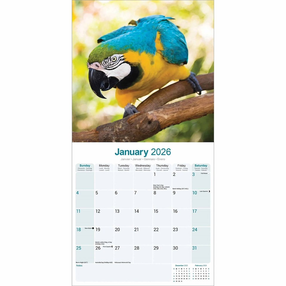 image 1 of Macaws 2026 Calendar | Square Wall Calendar | Bird Gift | Plastic Free Packaging | by Avonside Publishing