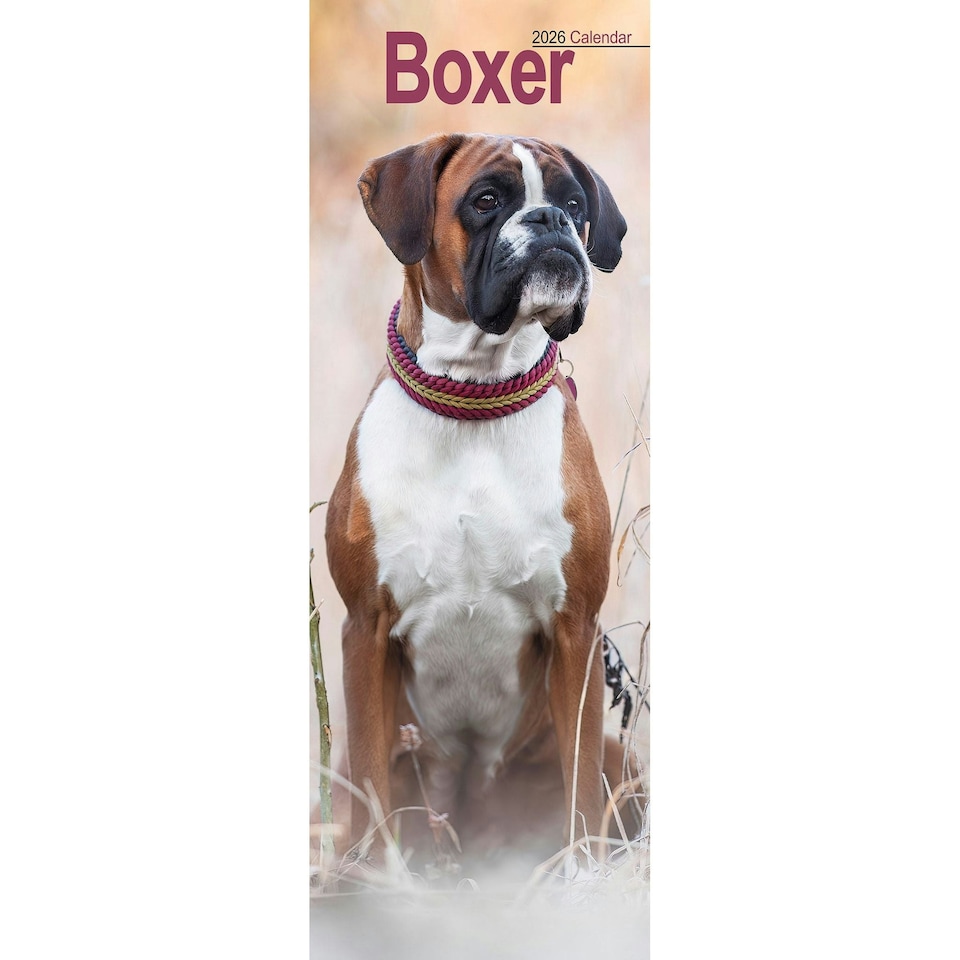 image 1 of Boxer Slim 2026 Calendar | Slimline Wall Calendar | Dog Breed Gift | Plastic Free Packaging | by Avonside Publishing [Calendar] Avonside Publishing Ltd