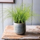 image 2 of Houseplant Zumula | Multi