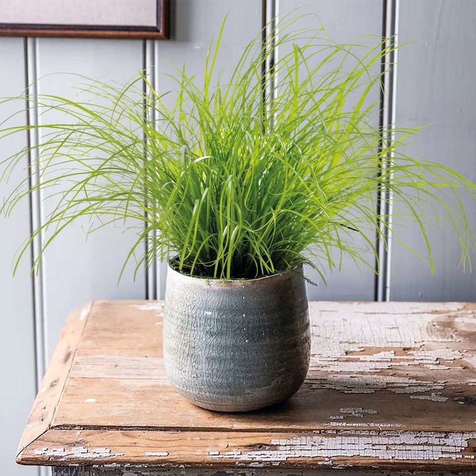 image 1 of Houseplant Zumula | Multi