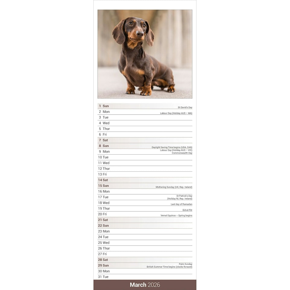 image 1 of Dachshund Slim 2026 Calendar | Slimline Wall Calendar | Dog Breed Gift | Plastic Free Packaging | by Avonside Publishing [Calendar] Avonside Publishing Ltd