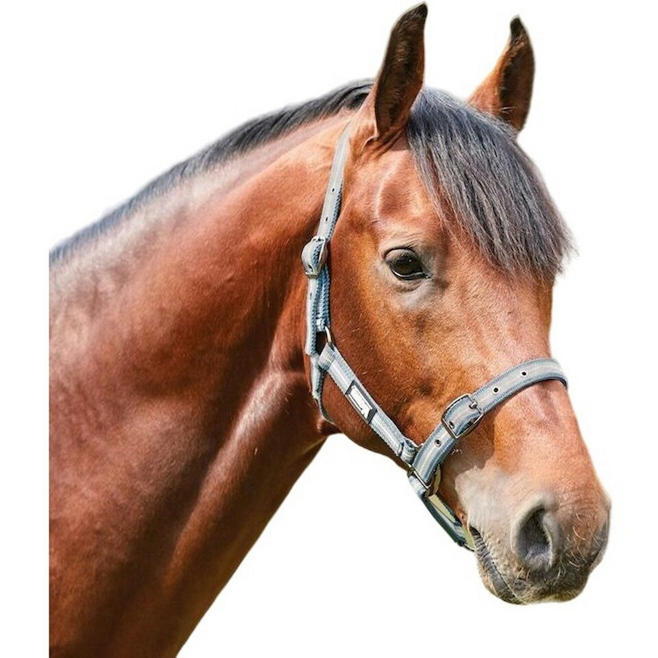 image 1 of Roma Stripe Horse Headcollar - Grey/Peach/Turquoise - Warmblood