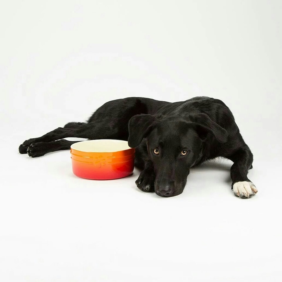 image 1 of Scruffs Ceramic Ombre Pet Food Bowl 19cm | Orange | 1