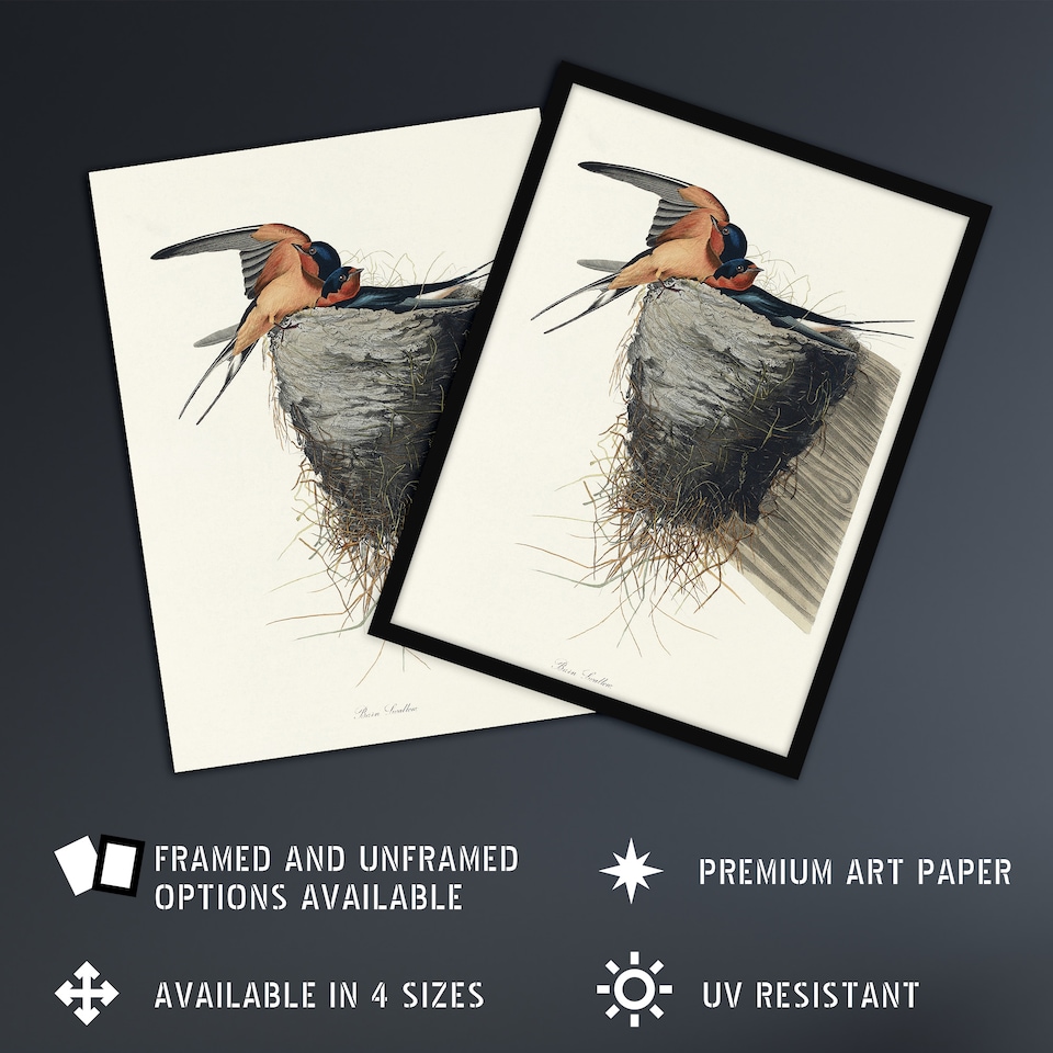 image 1 of Birds of America Barn Swallow Audubon Nature Huge Wall Art Print 18X24 In
