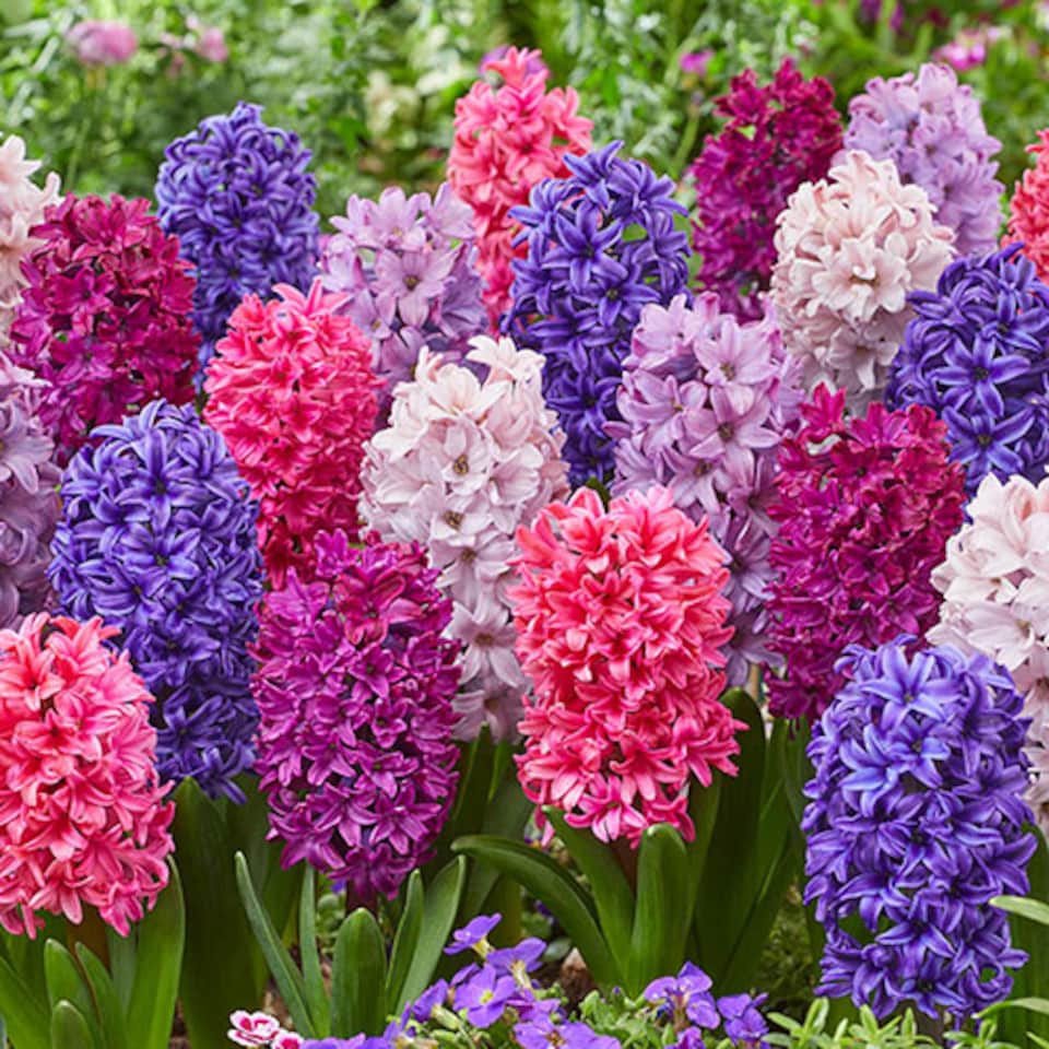 YouGarden Hyacinth 'Berries and Cream' Mix, Set of 10 Bulbs for Autumn ...