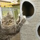 image 5 of PawHut Cat Barrel Tree Tower with Sisal, Cosy Platform, Light Grey