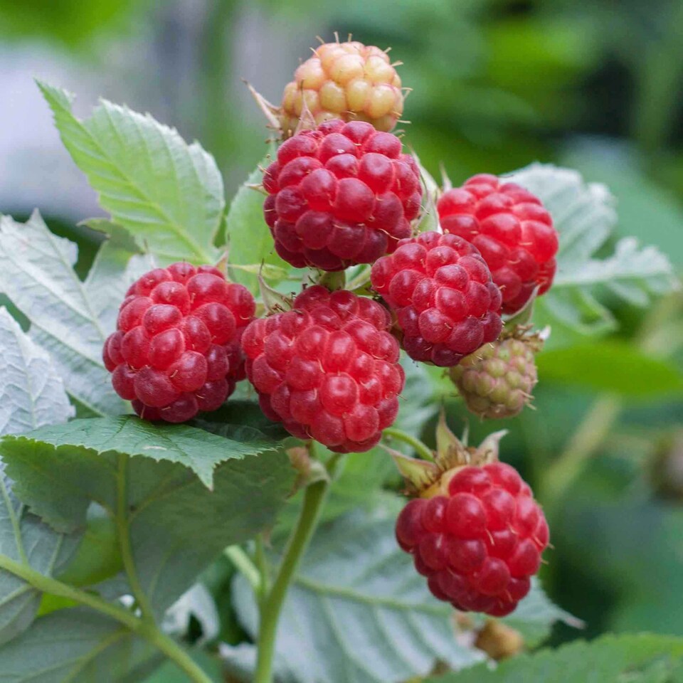 image 1 of Marshalls Garden Raspberry Glen Ample - Midseason High-Yield RHS AGM 10 bare root