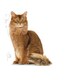 image 8 of Royal Canin Cat Light Weight Care 8KG