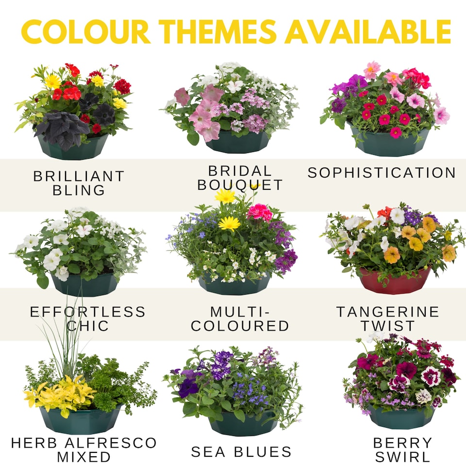 image 1 of 7 Colour Coordinated Plants Brilliant Bling Theme Speedplanter Garden Ready