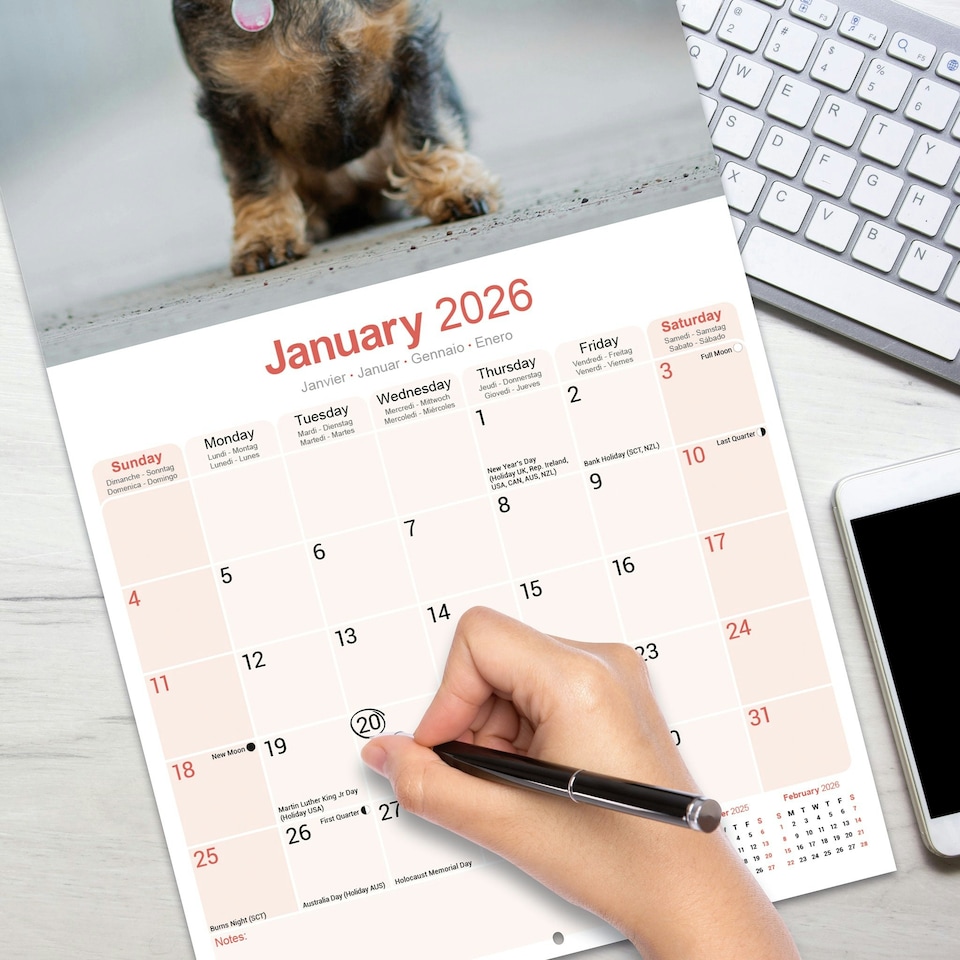 image 1 of Wire Haired Dachshund 2026 Calendar | Square Wall Calendar | Dog Breed Gift | Plastic Free Packaging | by Avonside Publishing