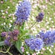image 4 of Carbeth Plants 1 x Ceanothus Puget Blue Shrub in 9cm Pot - Evergreen Blue Flowering Shrub - Hardy, Garden Ready Outdoor Plant for Borders & Walls