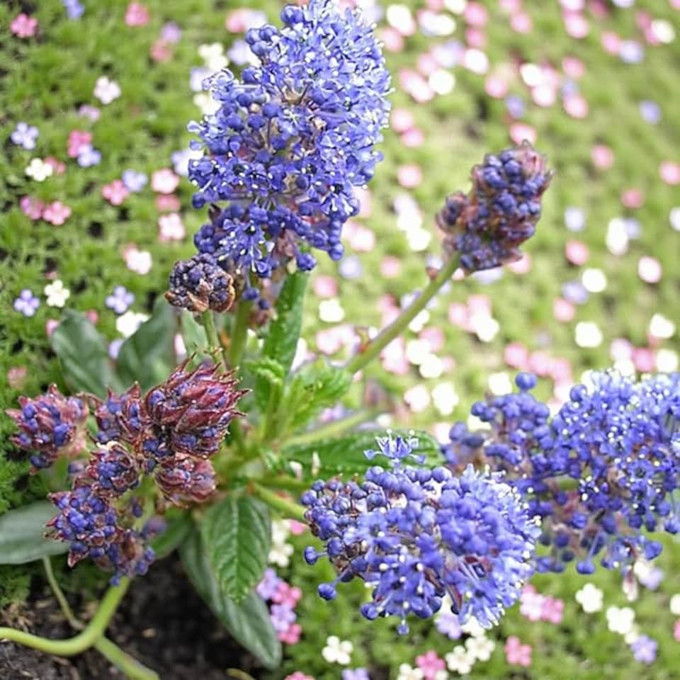 image 1 of Carbeth Plants 1 x Ceanothus Puget Blue Shrub in 9cm Pot - Evergreen Blue Flowering Shrub - Hardy, Garden Ready Outdoor Plant for Borders & Walls