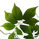 image 2 of 90cm Artificial White Wisteria Bush