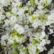 image 3 of White Cherry Blossom Spray Artificial Plant - Fabric/Plastic - L25 x W28 x H124 cm - White
