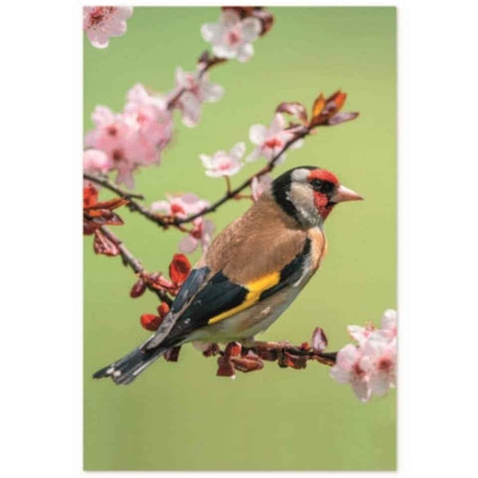 image 1 of Simon Elvin In The Country Assorted Designs Greetings Card (Pack of 72) - Multicoloured - One Size Multi | One Size