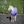 Lavender/Purple