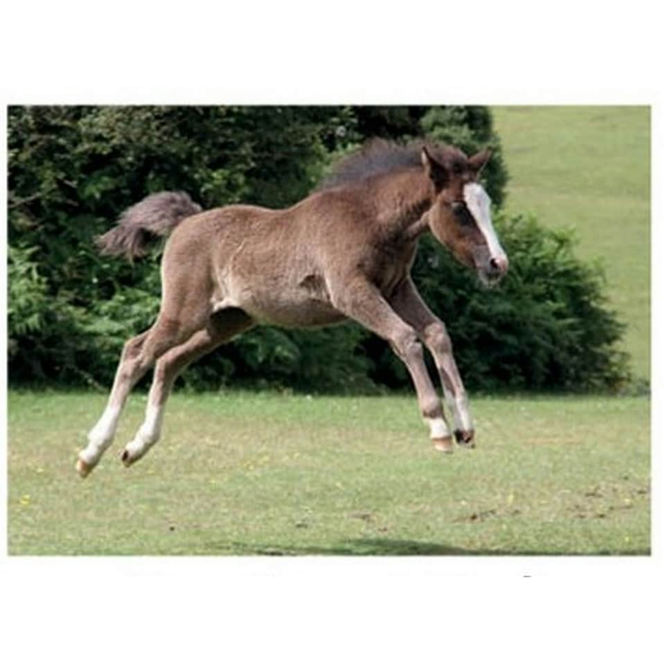 Kevin Milner New Forest Foal Countryside Greetings Card - Green/Brown - One Size