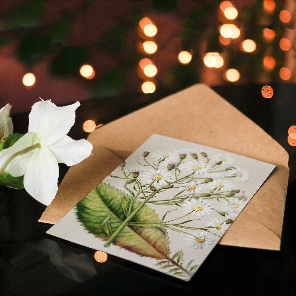 image 1 of Sarah Featon Art Card New Zealand Brachyglottis Hectorii Daisies