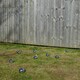 image 3 of Steel French Boules Set Garden Game with Carry Case