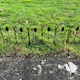 image 2 of Leaf Design Metal Garden Lawn Edging (45cm x 41cm) - 5 Panels