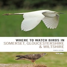 Where To Watch Birds In Somerset Gloucestershire And Wiltshire