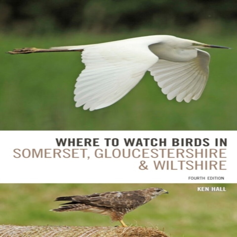 Where To Watch Birds In Somerset Gloucestershire And Wiltshire