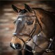 image 2 of LeMieux Competition Flash Bridle Black | X-Full