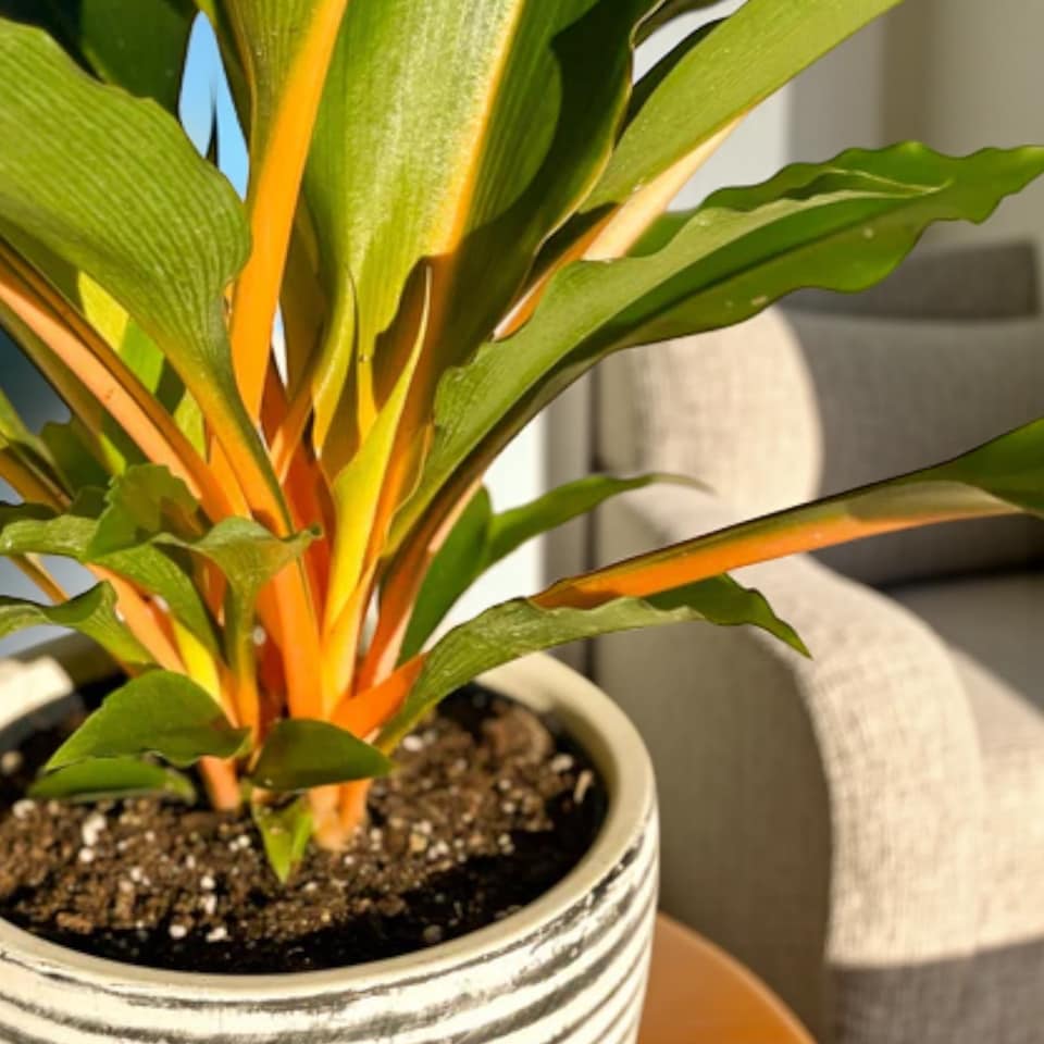 image 1 of Fire Flash Orange Spider Plant in 12cm Pot - Chlorophytum Orchidastrum - Exotic Houseplant with Vibrant Tropical Stems