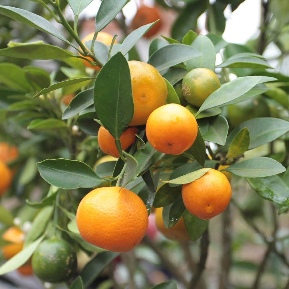 YouGarden Citrus Fruit Collection, with Orange, Lemon and Lime Trees, Established Plants in 9cm Pots, Supplied 20-30cm Tall