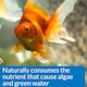 image 4 of 237ml API Prevent Algae Prevents Algae Growth and Maintains Clear Healthy Aquarium Water Aquarium Treatment and Fish Care