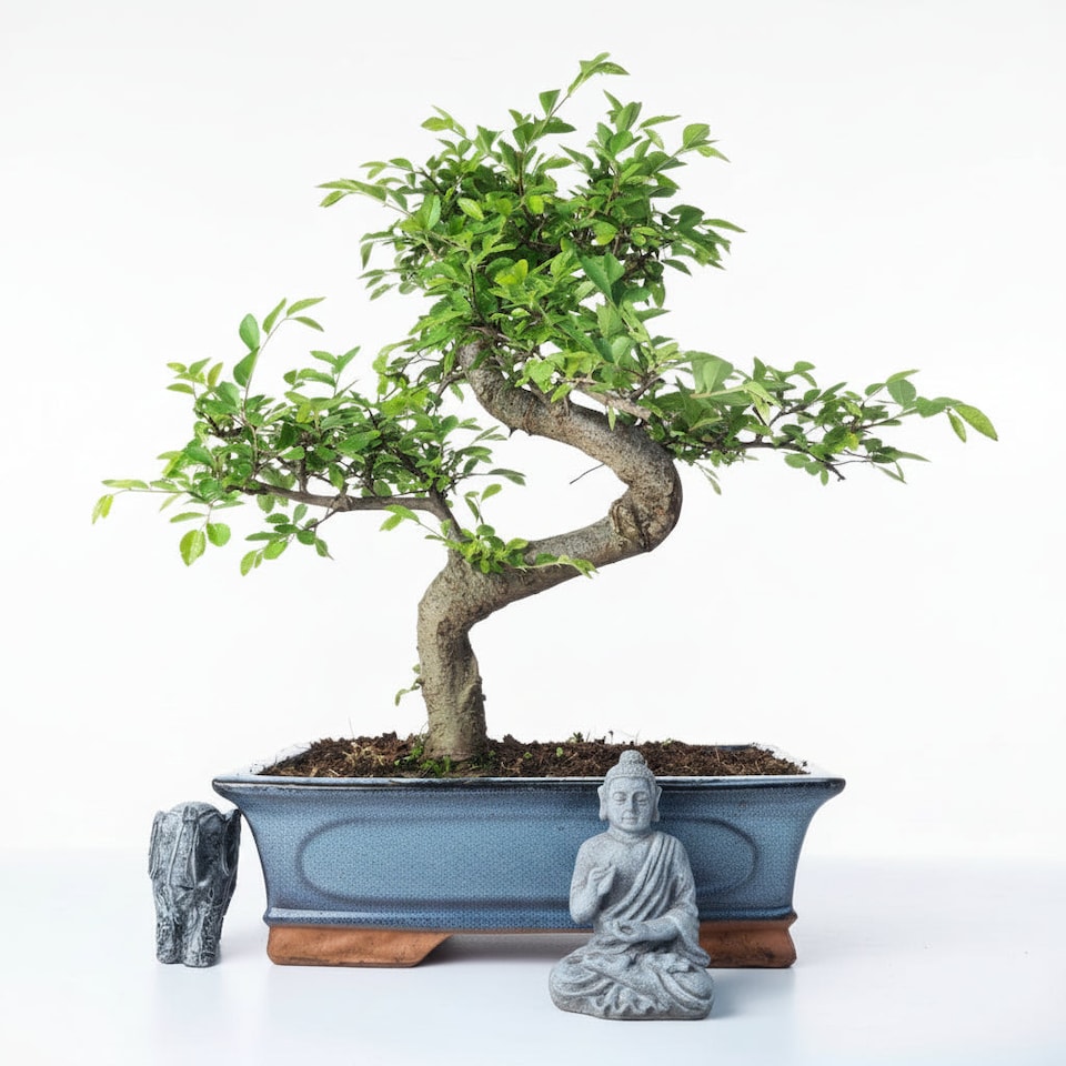 image 1 of Yorkshire Bonsai Chinese Elm (Ulmus Parvifolia) Bonsai Tree Shaped In 30cm Pot