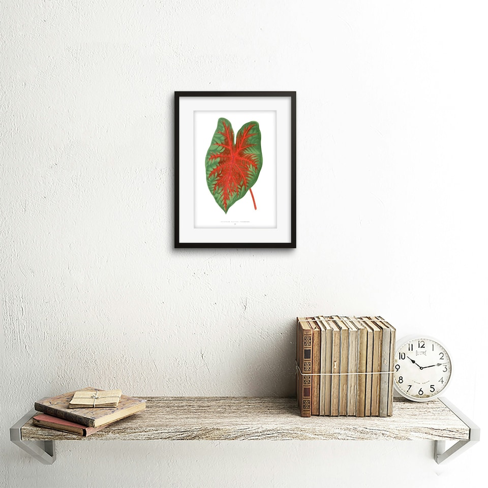 image 1 of Leaf Botanical Caladium Bicolor Spendens Vintage 9x7" Black Framed Wall Art Print