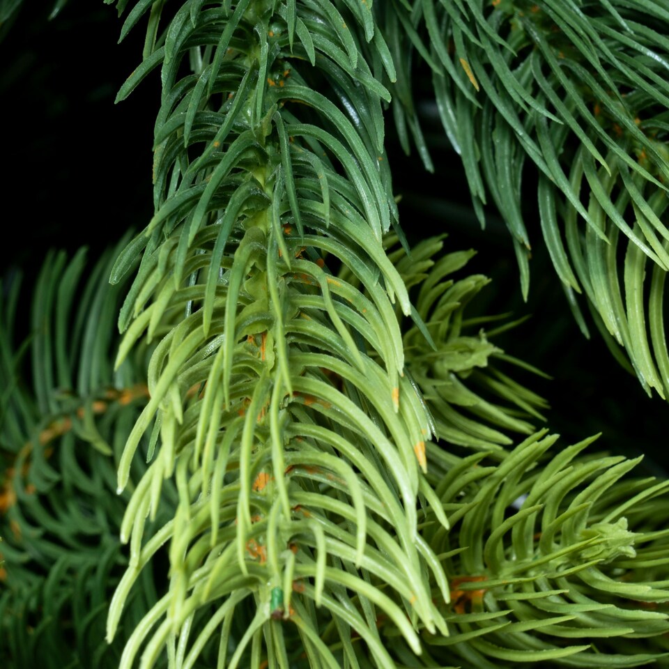 image 1 of Christmas Tree World  12ft/360cm Arbor Ultima Christmas Tree