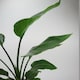 image 2 of Bird Of Paradise 17cm Pot Green