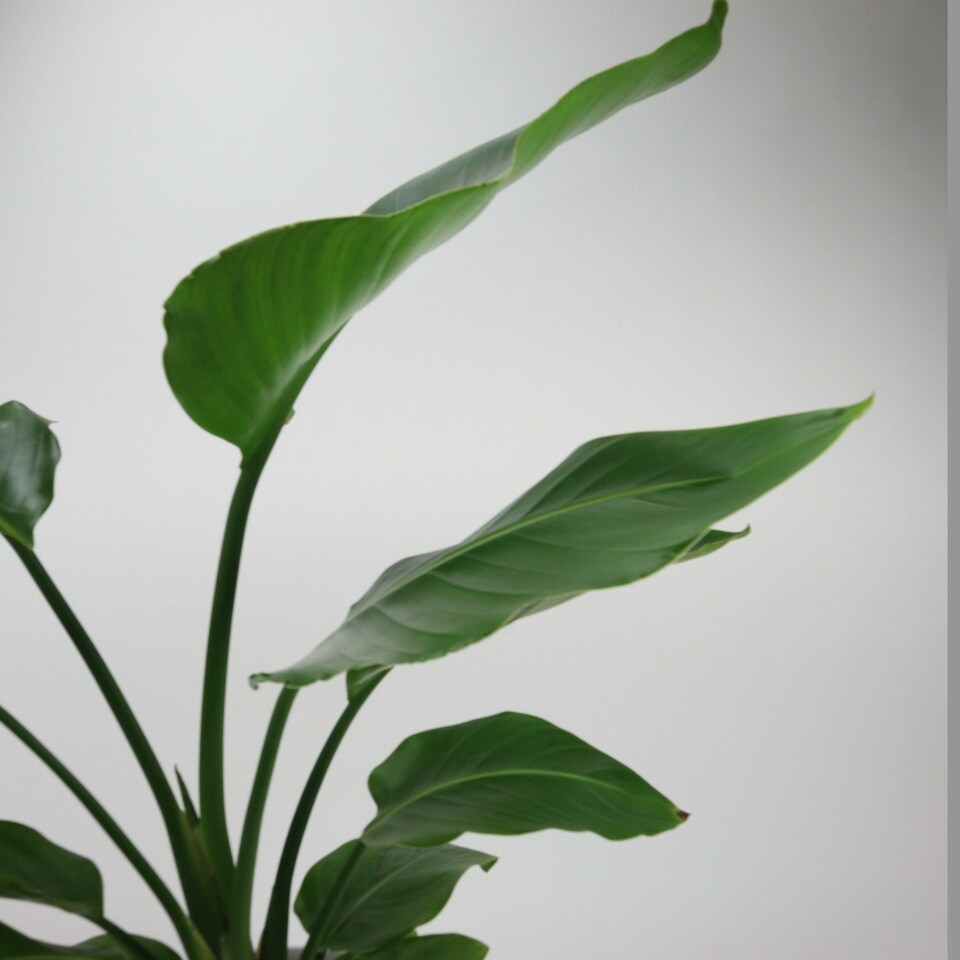 image 1 of Bird Of Paradise 17cm Pot Green