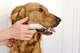 image 3 of Dental Finger Wipes with Spearmint Oil for Dogs & Cats.