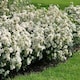 image 6 of Marshalls Garden Choisya 'White Dazzler' - 3 x 9cm potted shrubs
