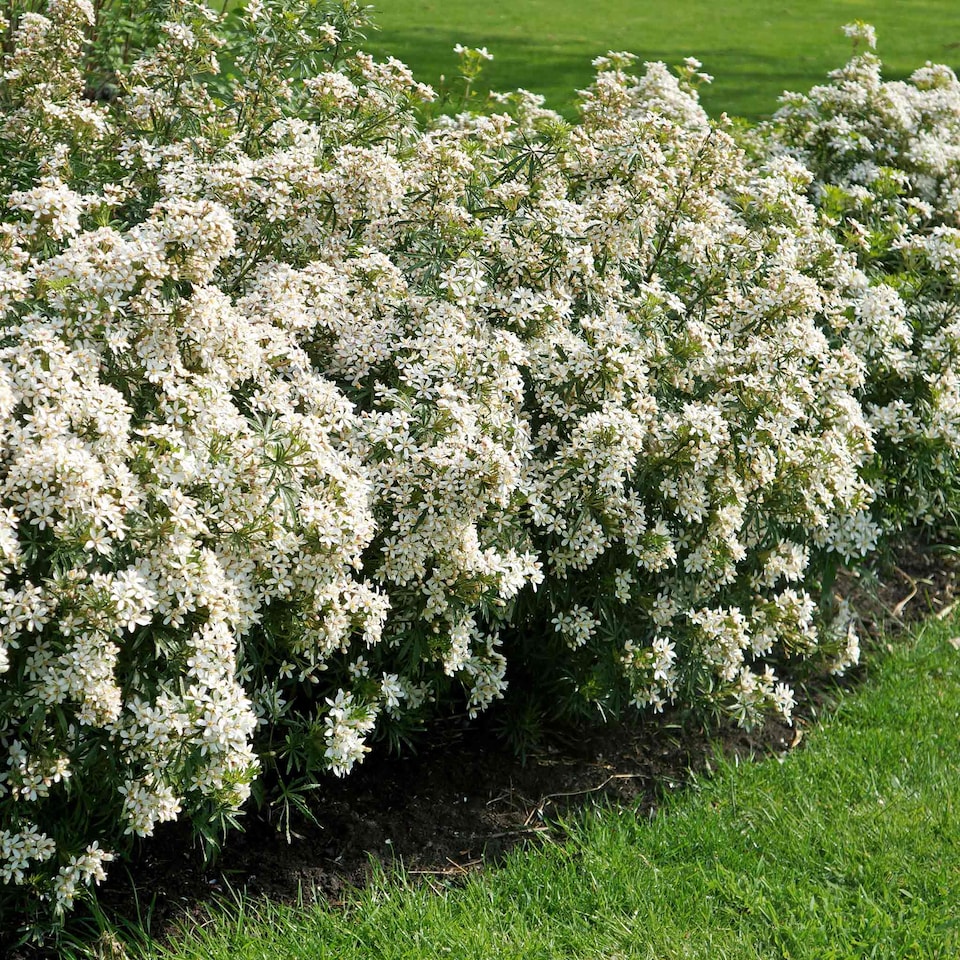 image 1 of Marshalls Garden Choisya 'White Dazzler' - 3 x 9cm potted shrubs