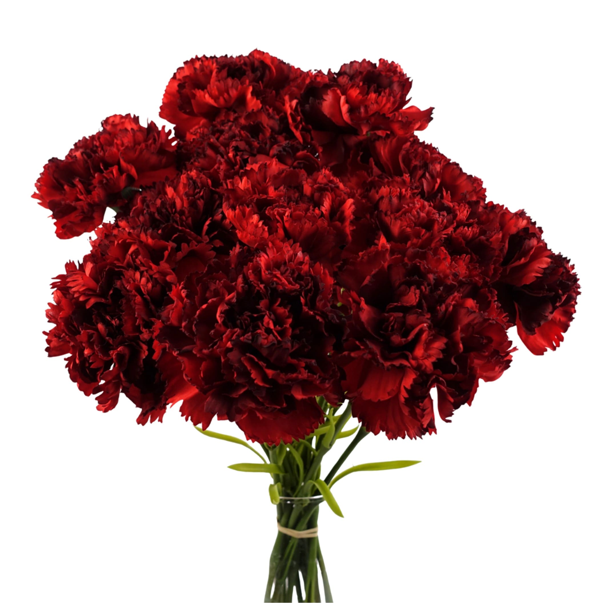 Pegdev Pack of 12 Artificial Red Carnation Stems for Home or Wedding Use