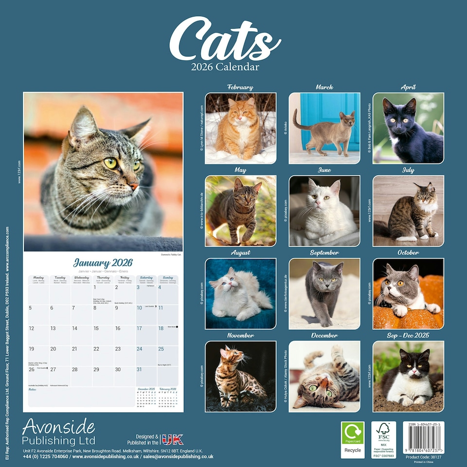 image 1 of Cats 2026 Calendar | Square Wall Calendar | Cat Gift | Plastic Free Packaging | by Avonside Publishing